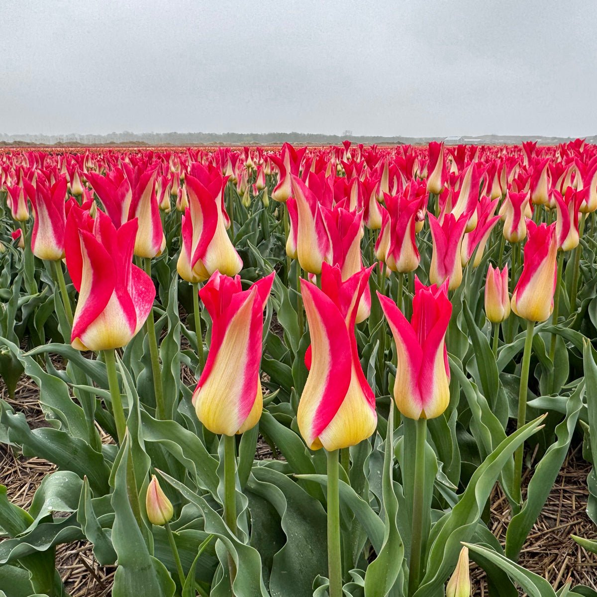 Love Story - Tulips - Fluwel