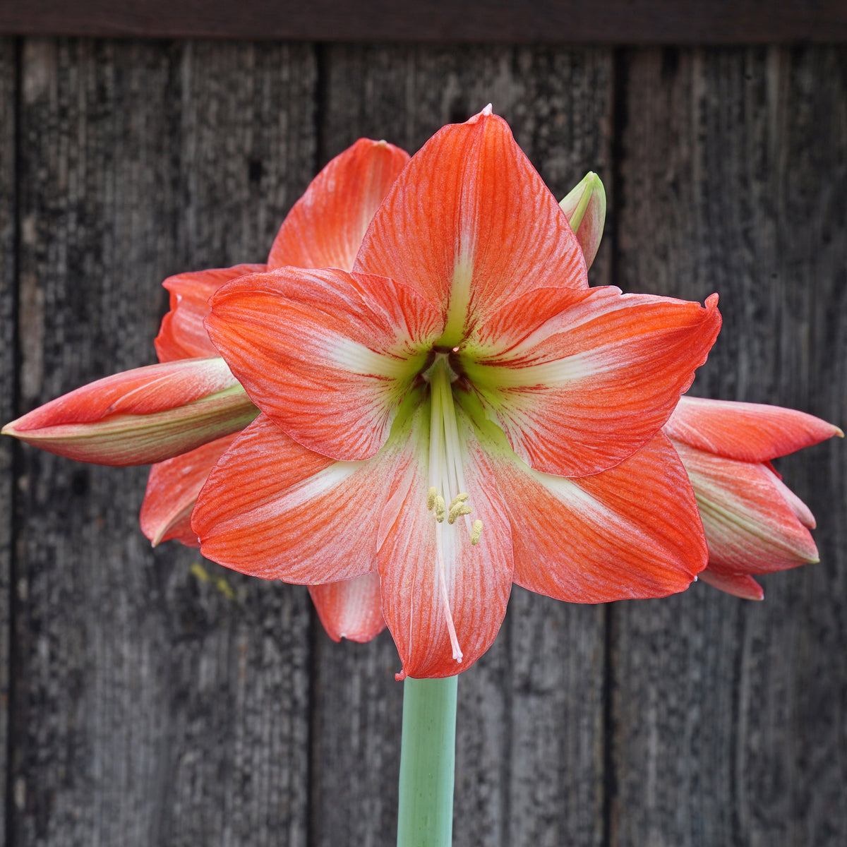 Mango Charm - Special Amaryllis - Fluwel