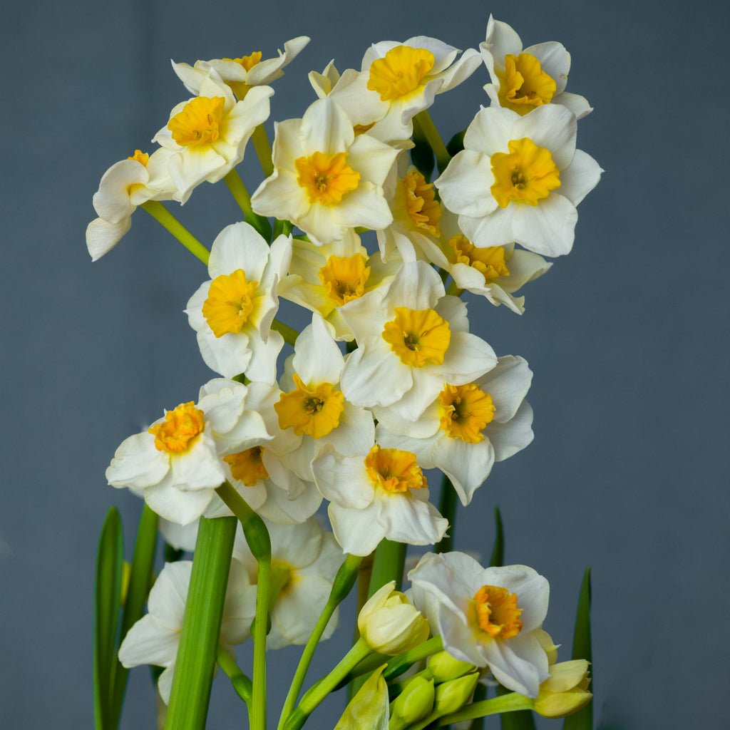 Marisol - Special Narcissus - Fluwel