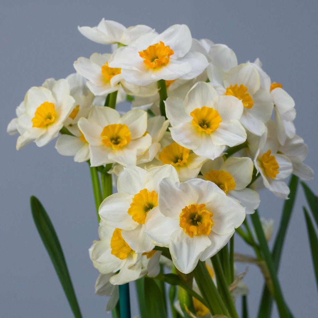Marisol - Special Narcissus - Fluwel
