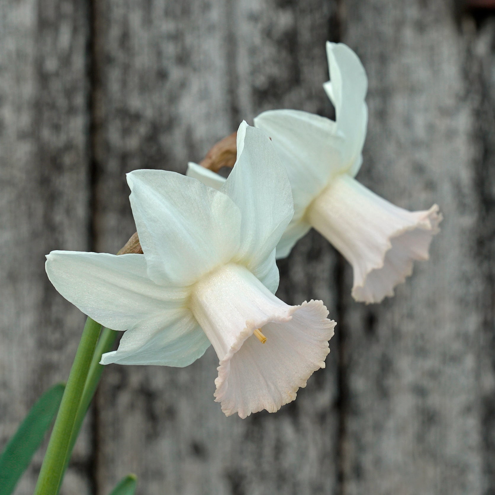 Mary Lou - Special Narcissus - Fluwel