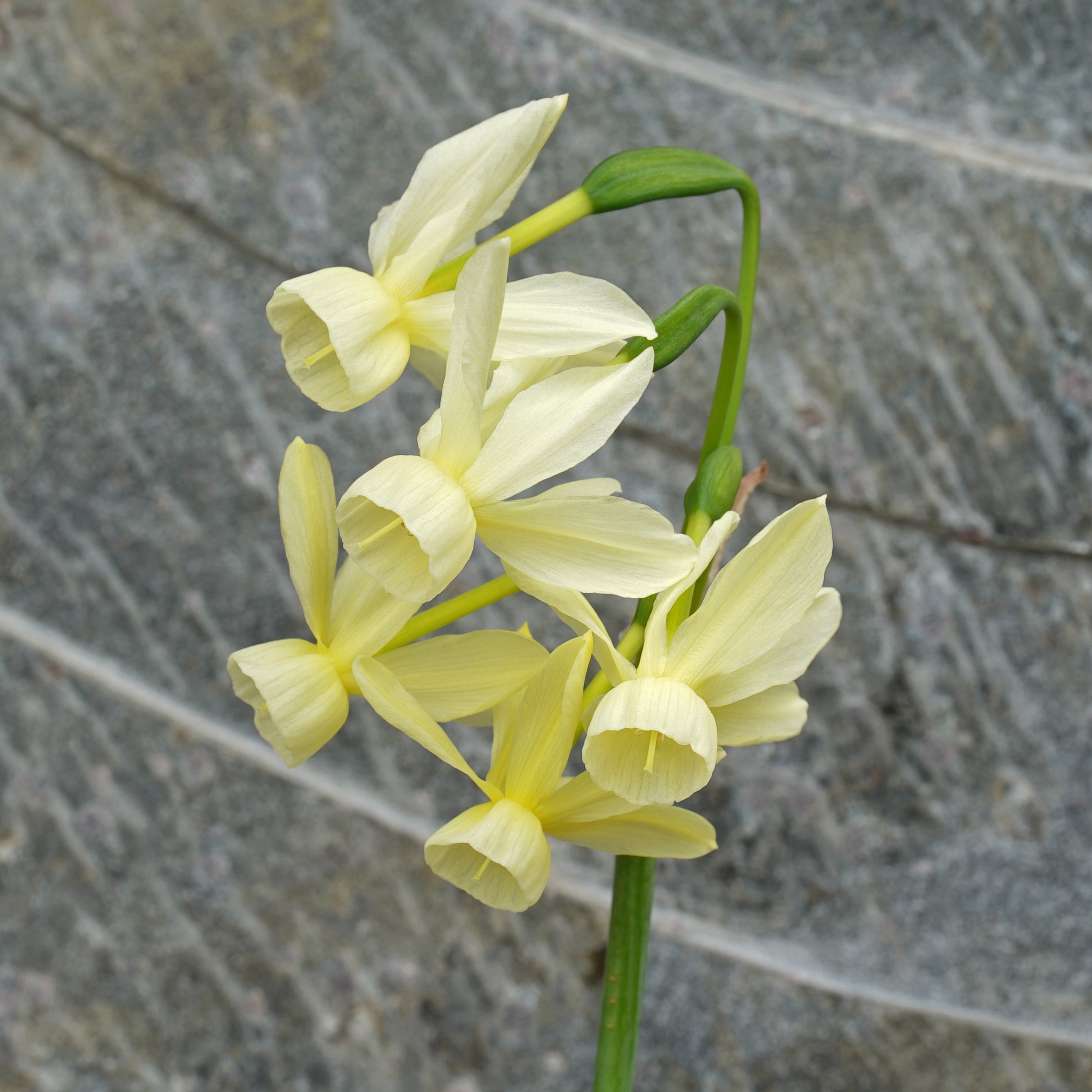 Mary Plumstead - Special Narcissus - Fluwel