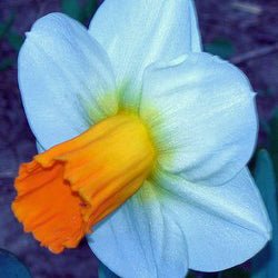 Millenium Orange - Special Narcissus - Fluwel