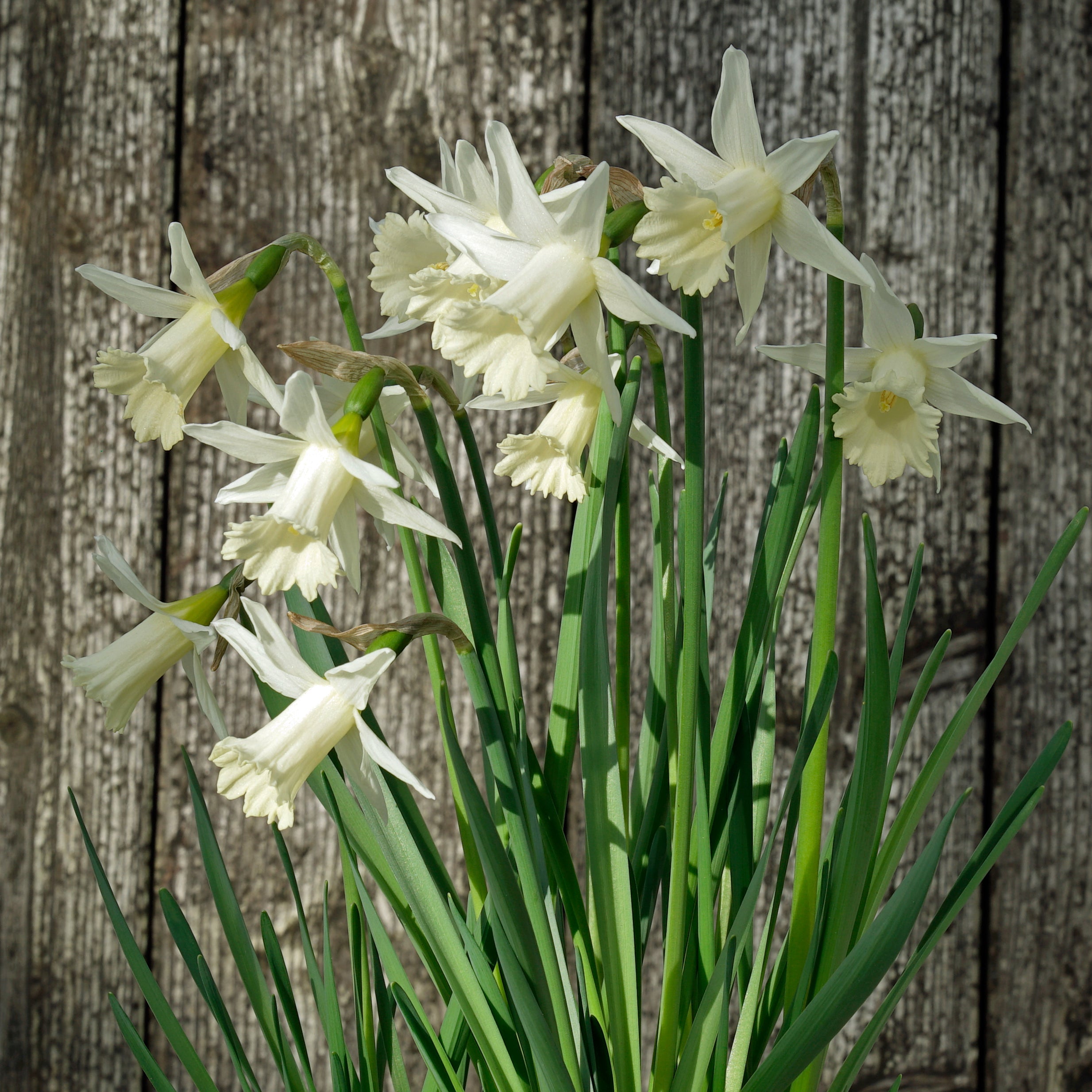 Mini Pearl - Special Narcissus - Fluwel