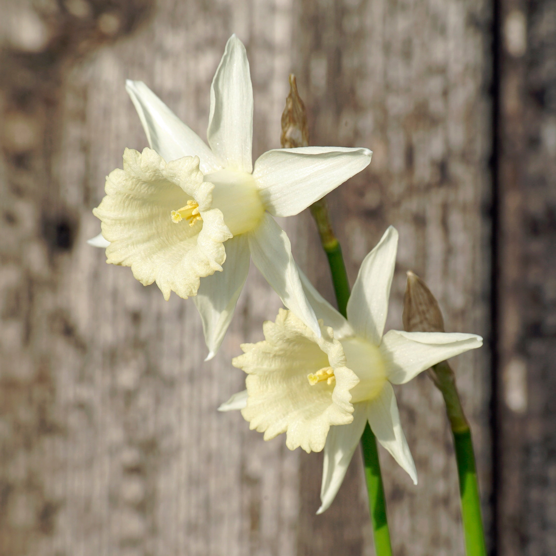 Mini Pearl - Special Narcissus - Fluwel