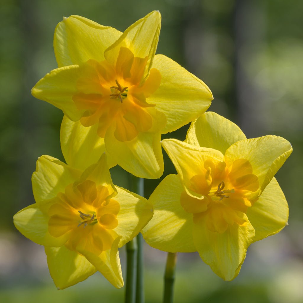 Minnowlet - Special Narcissus - Fluwel