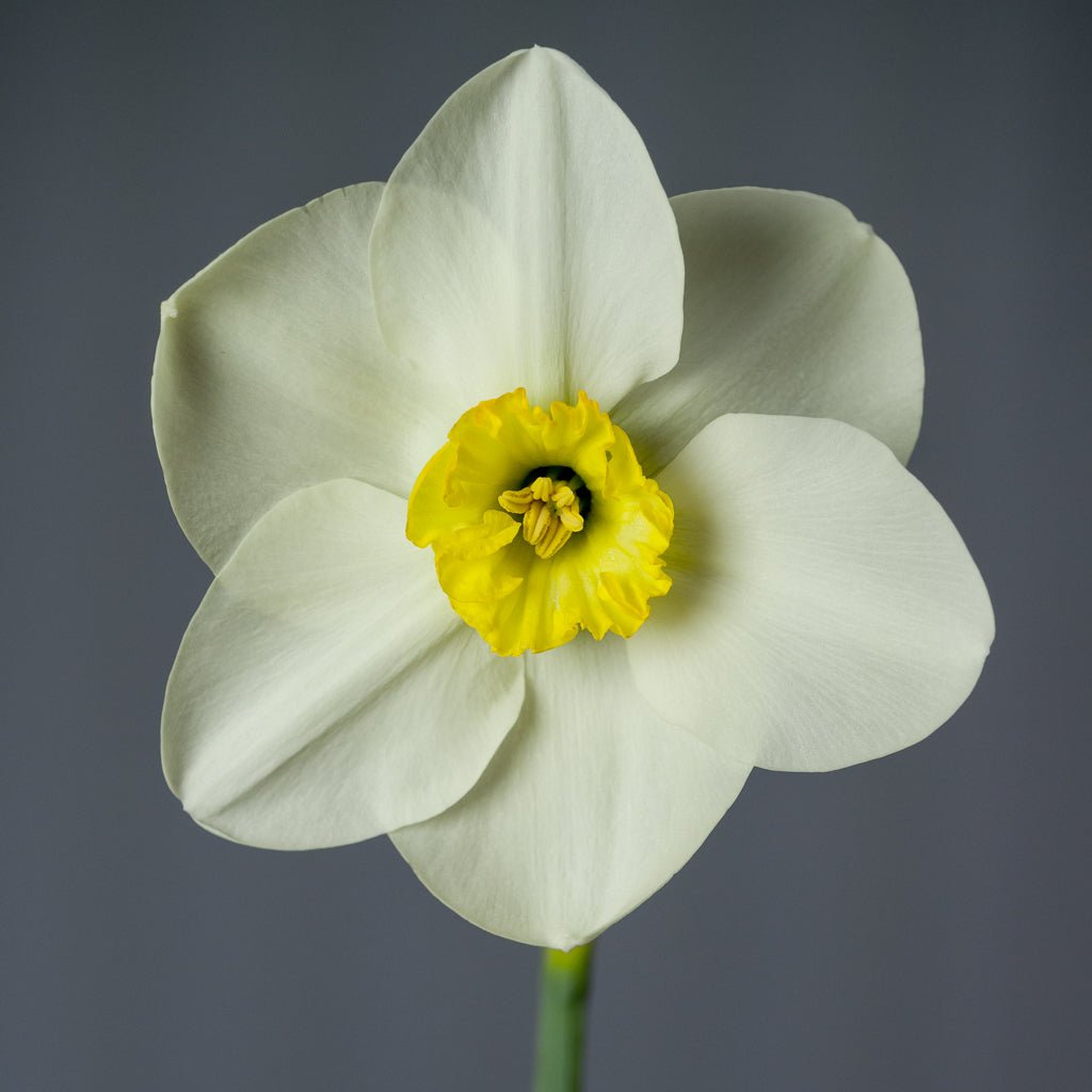 Netherwood Marsh - Special Narcissus - Fluwel