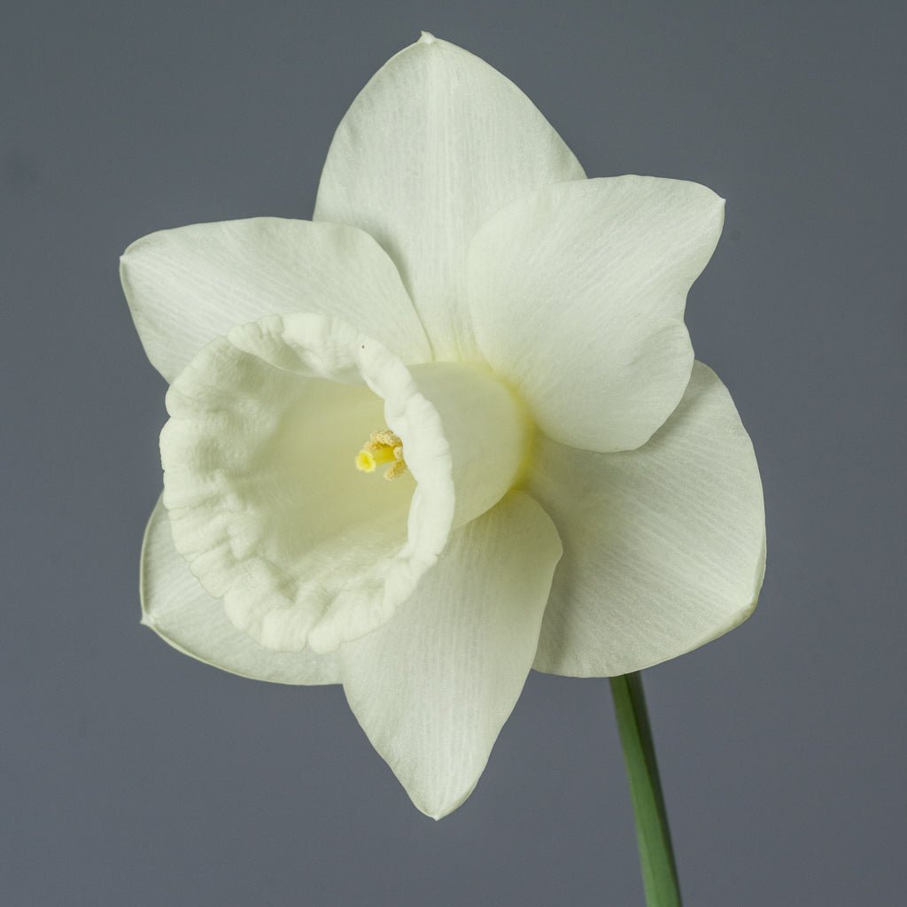 Nightflight - Special Narcissus - Fluwel