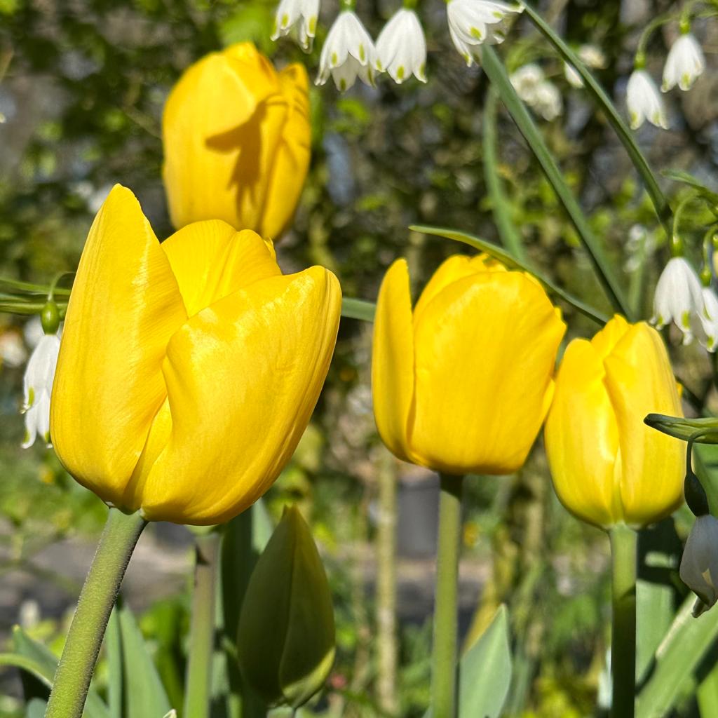 Novi Sun - Tulips - Fluwel