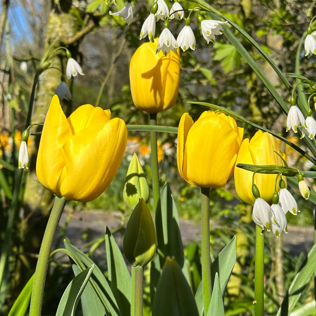 Novi Sun - Tulips - Fluwel