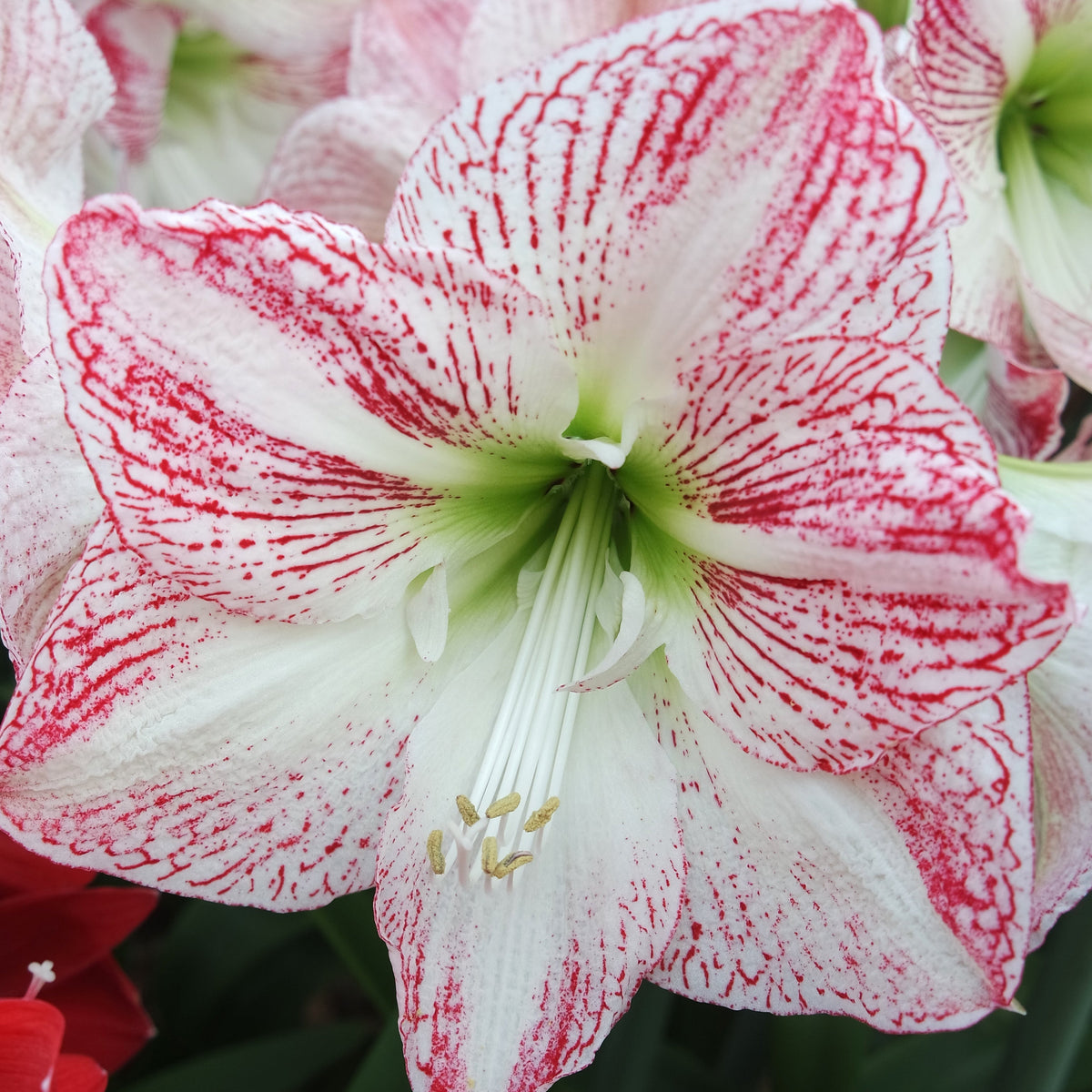 Nr. 94228 - L - Special Amaryllis - Fluwel