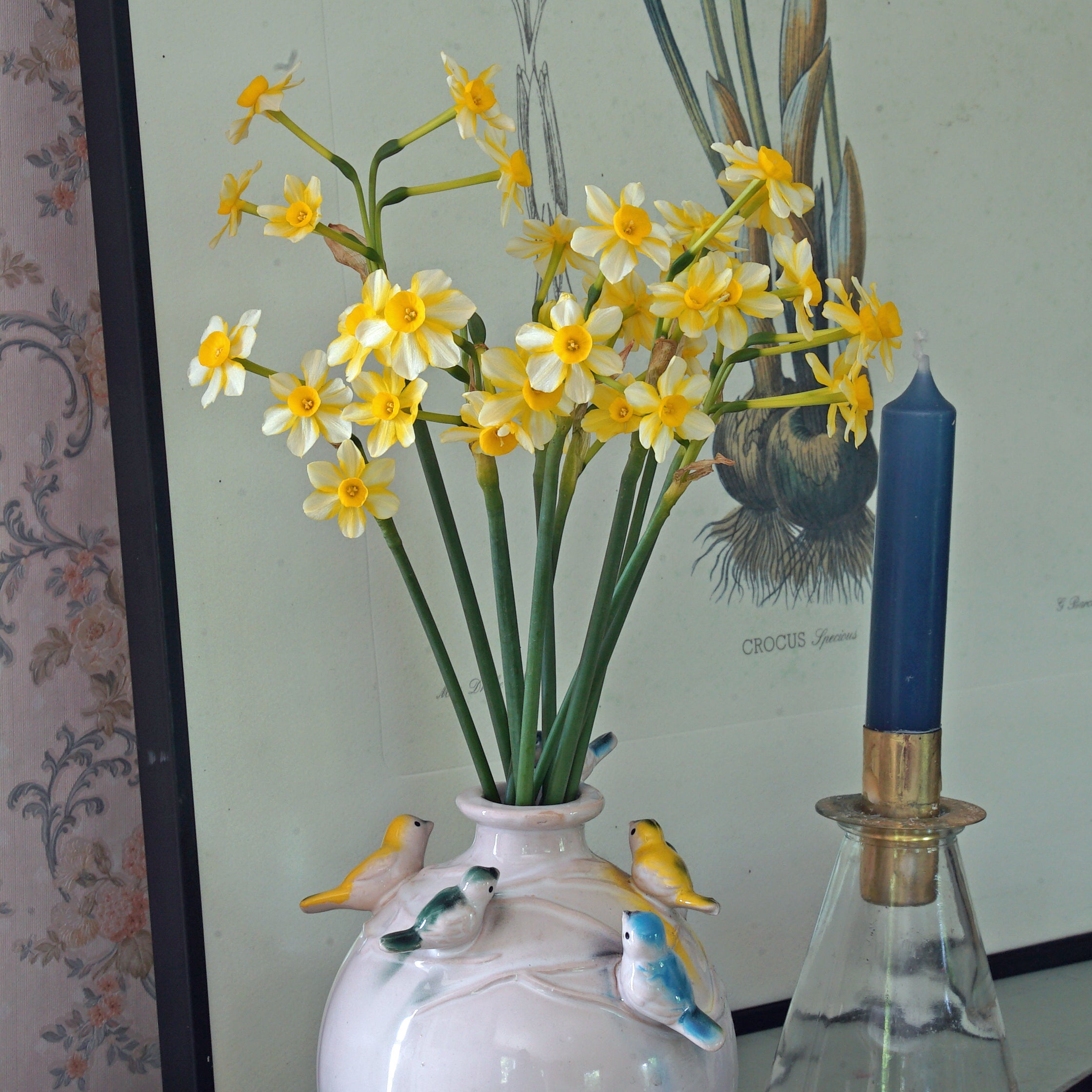 Oma - Special Narcissus - Fluwel