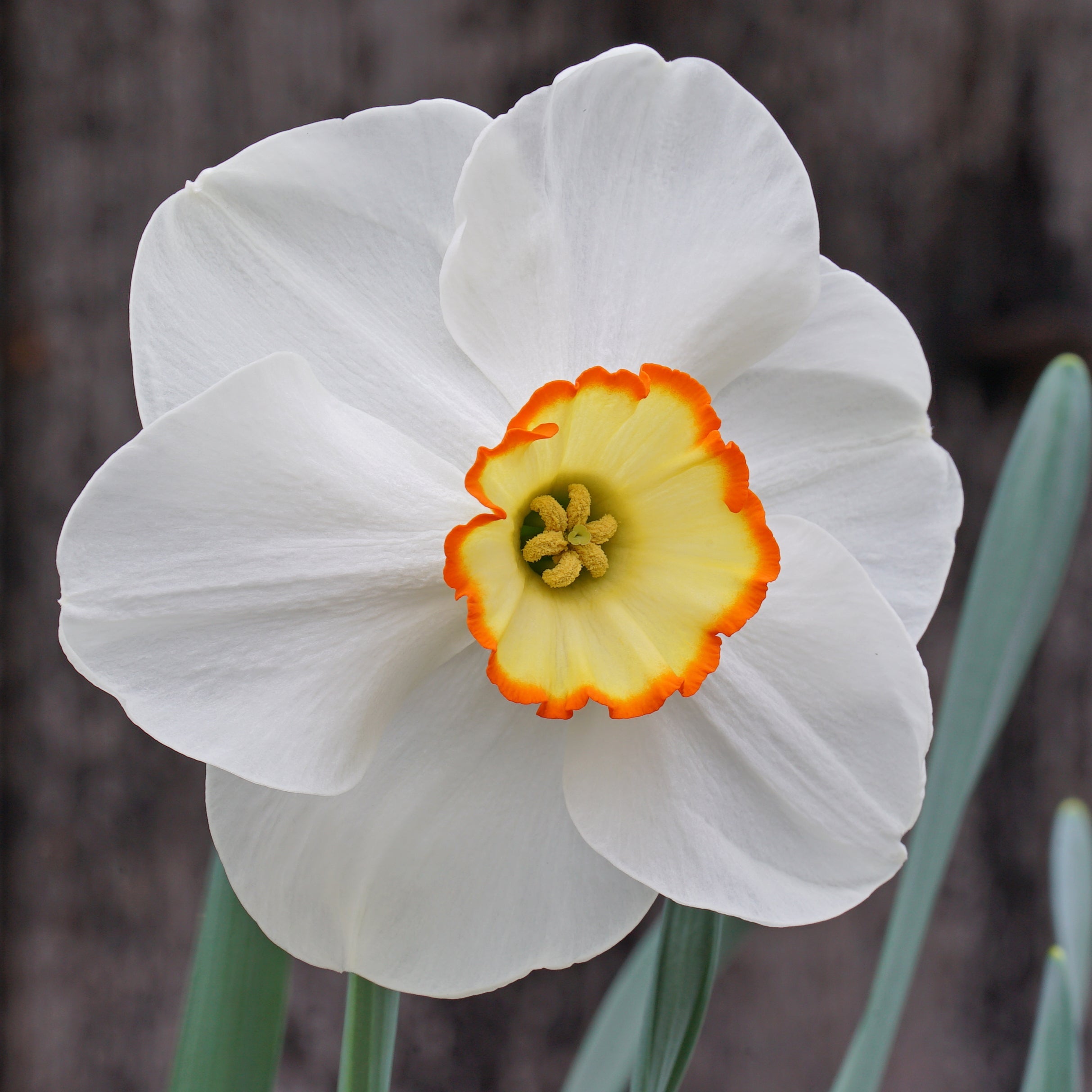 Orange Trim - Special Narcissus - Fluwel