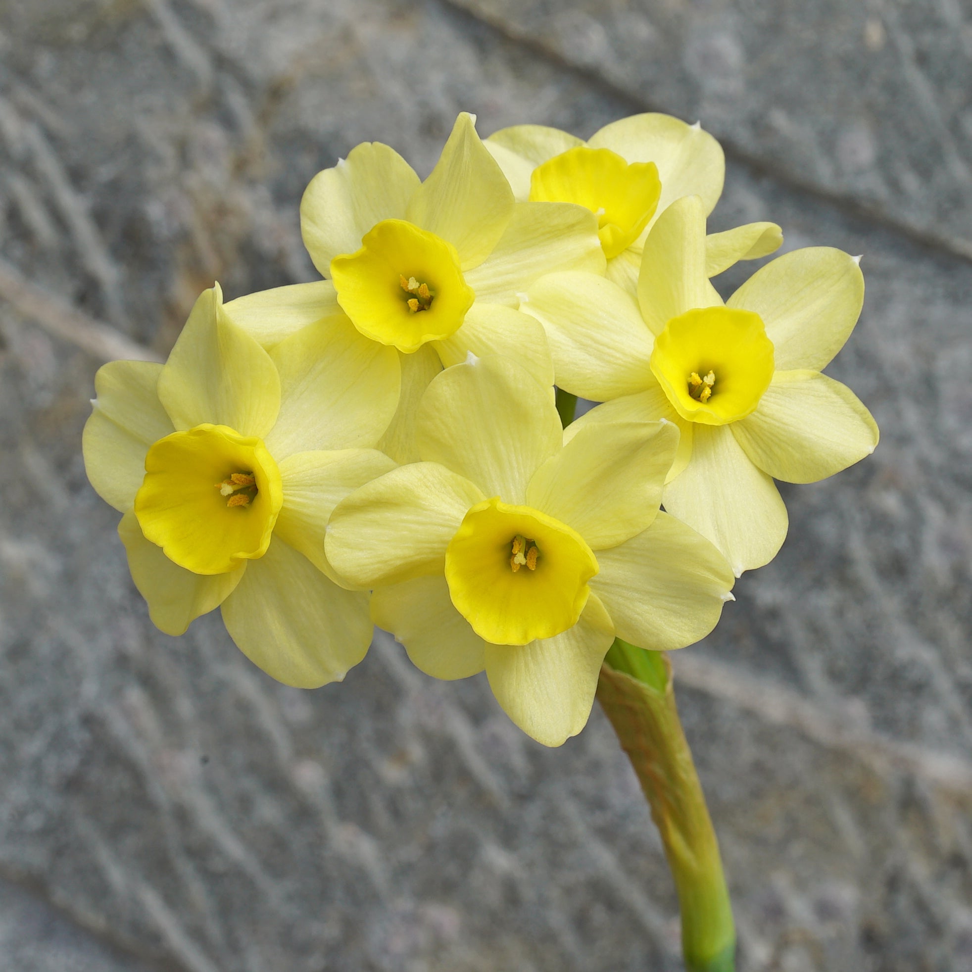 Pacific Coast - Narcissus - Fluwel