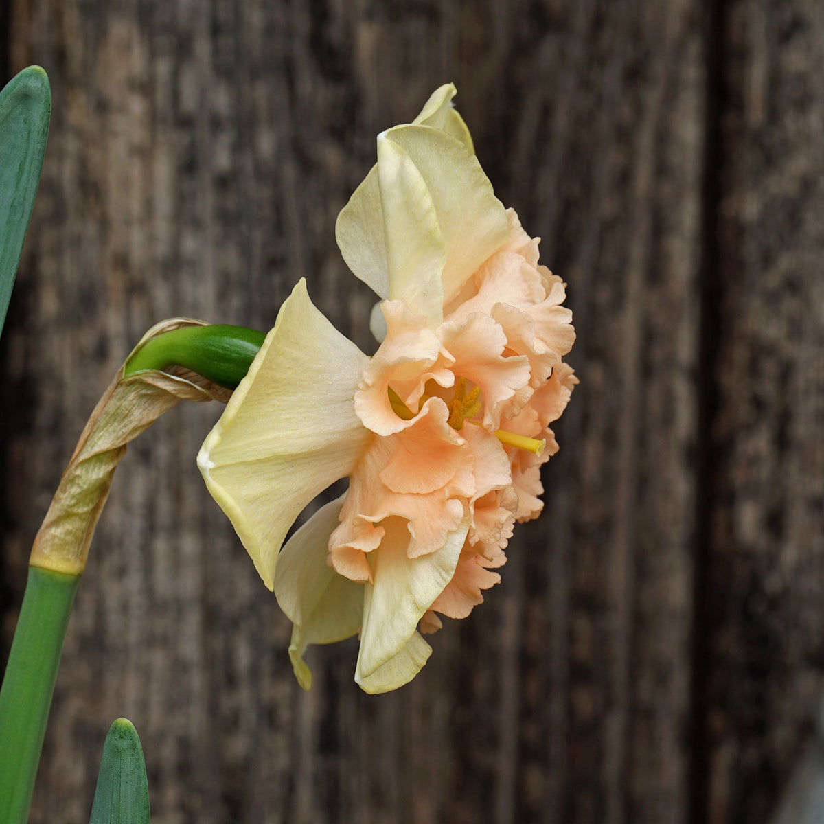 Peach on the Beach - Special Narcissus - Fluwel