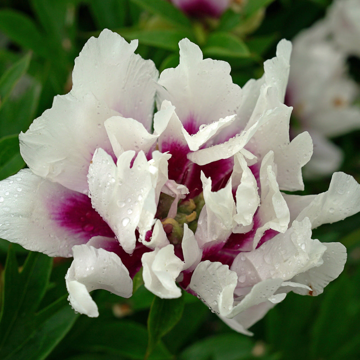 Peony Cora Louise (Itoh) - Peonies - Fluwel