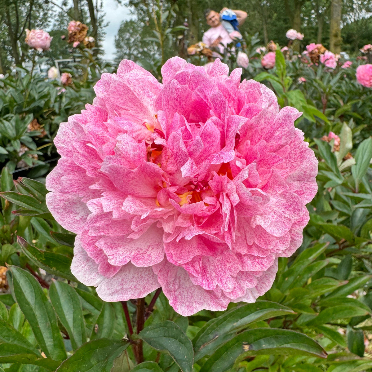 Peony Sarah Bernhardt Unique - Peonies - Fluwel