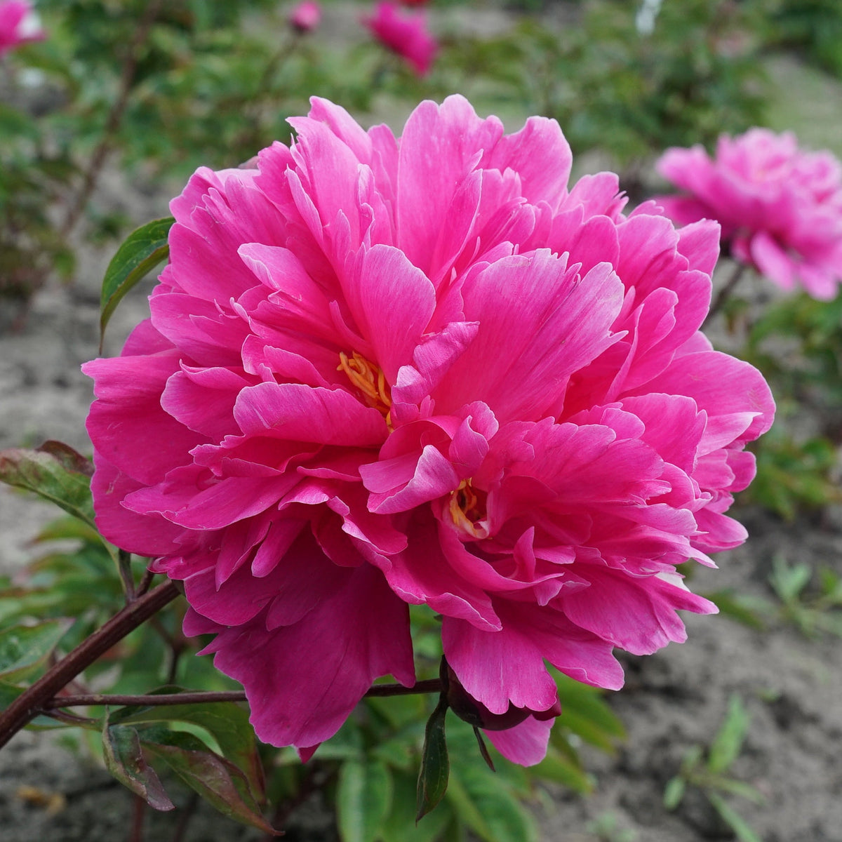 Peony Victoire de la Marne - Peonies - Fluwel