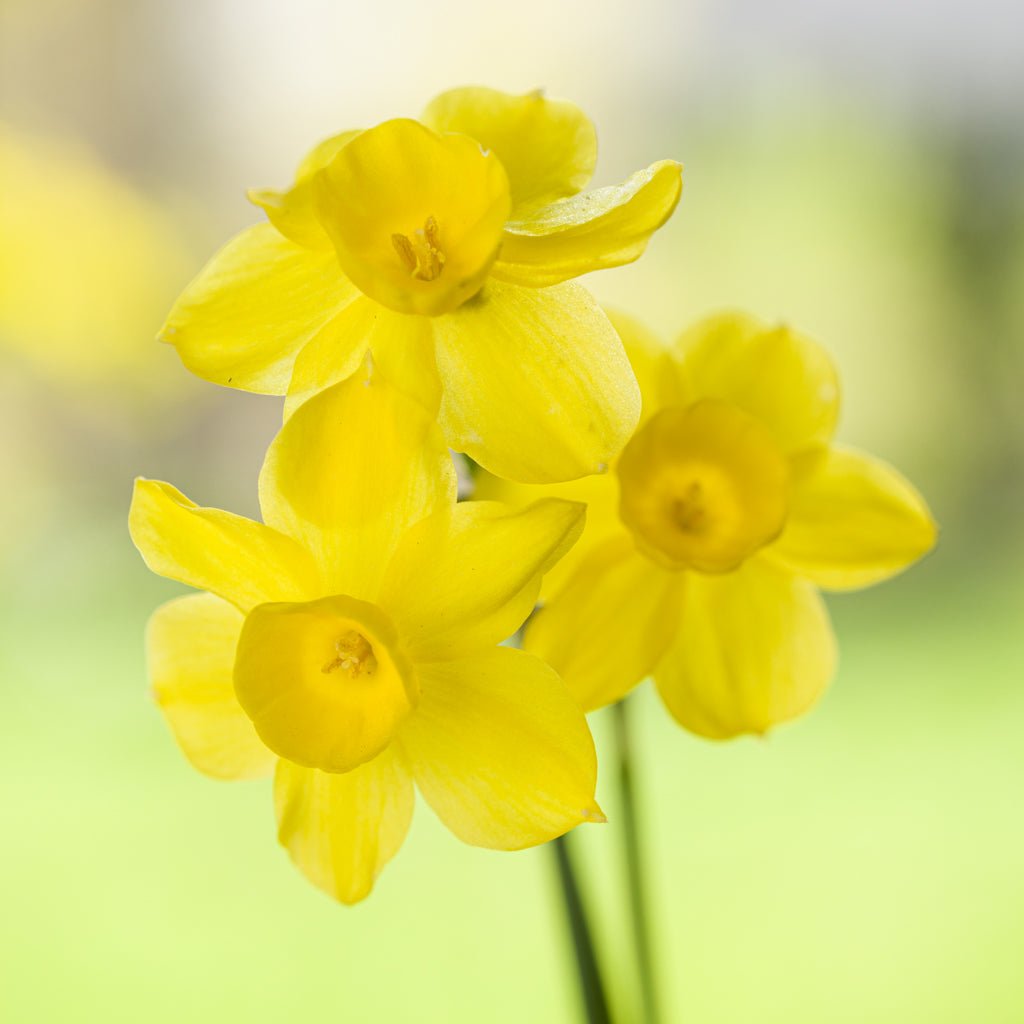 Pequenita - Special Narcissus - Fluwel