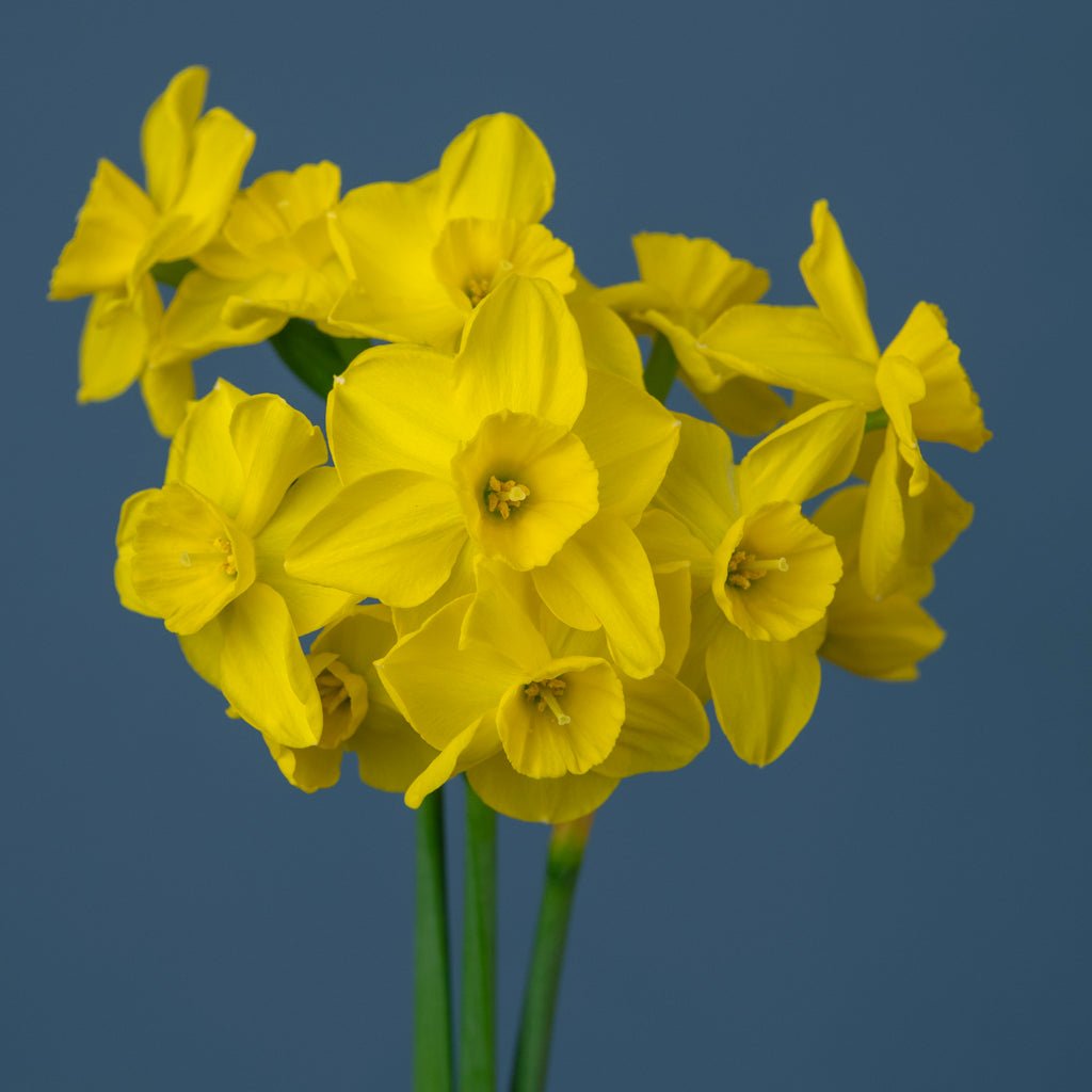 Perpetua - Special Narcissus - Fluwel