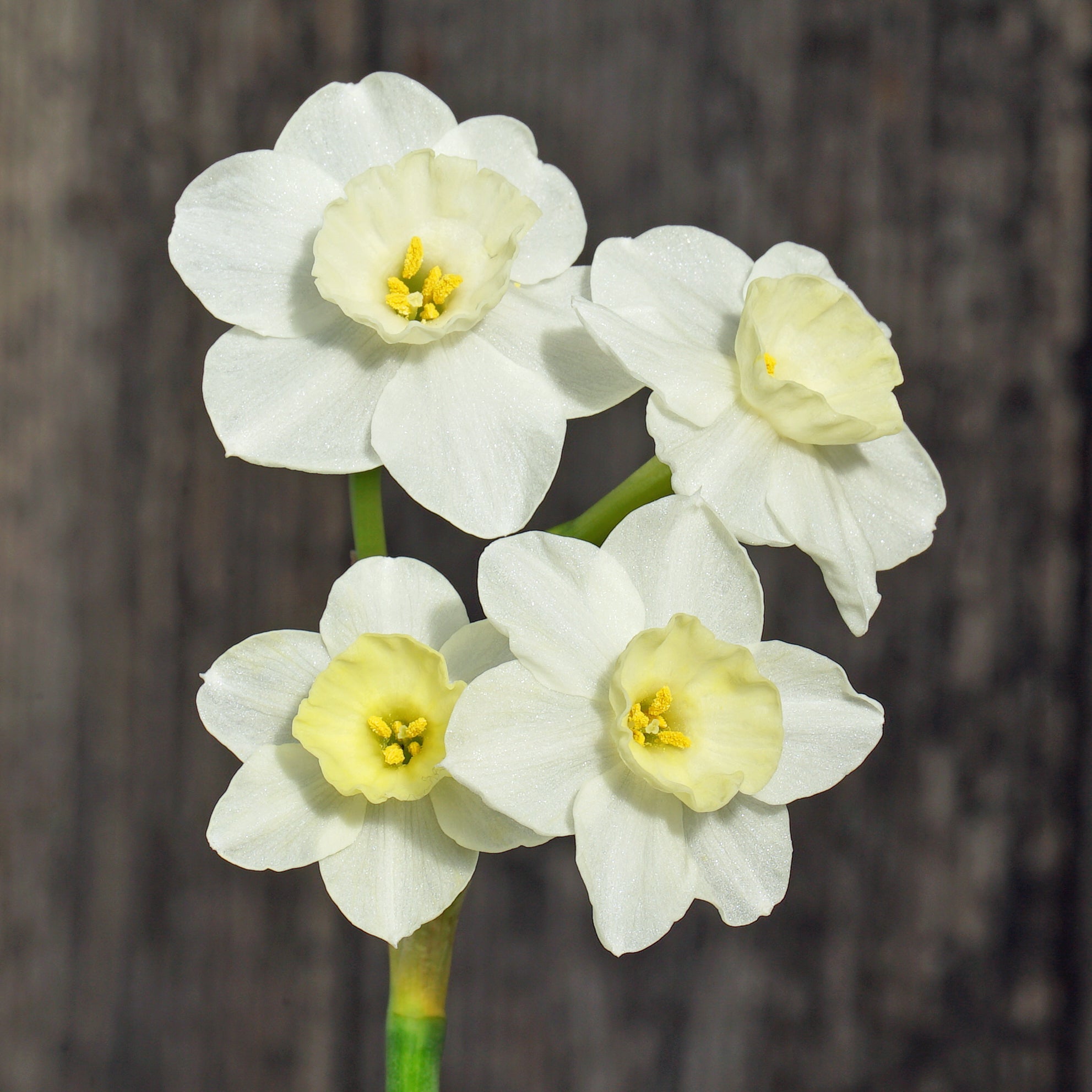 Peseta - Special Narcissus - Fluwel