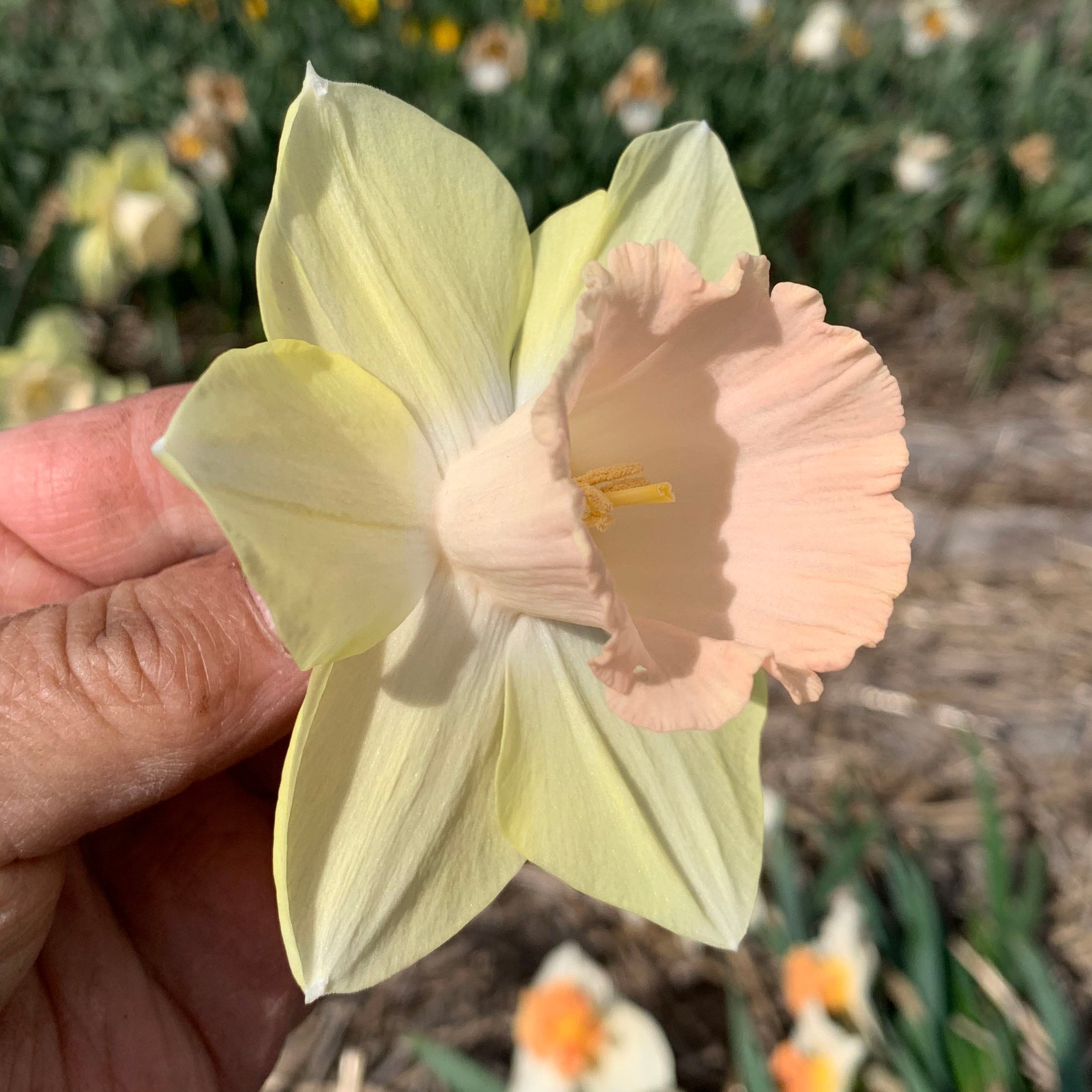 Pink Climax - Special Narcissus - Fluwel