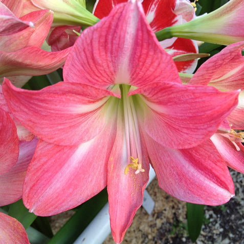 Pink Star - Special Amaryllis - Fluwel