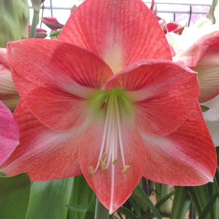 Piquant - Special Amaryllis - Fluwel