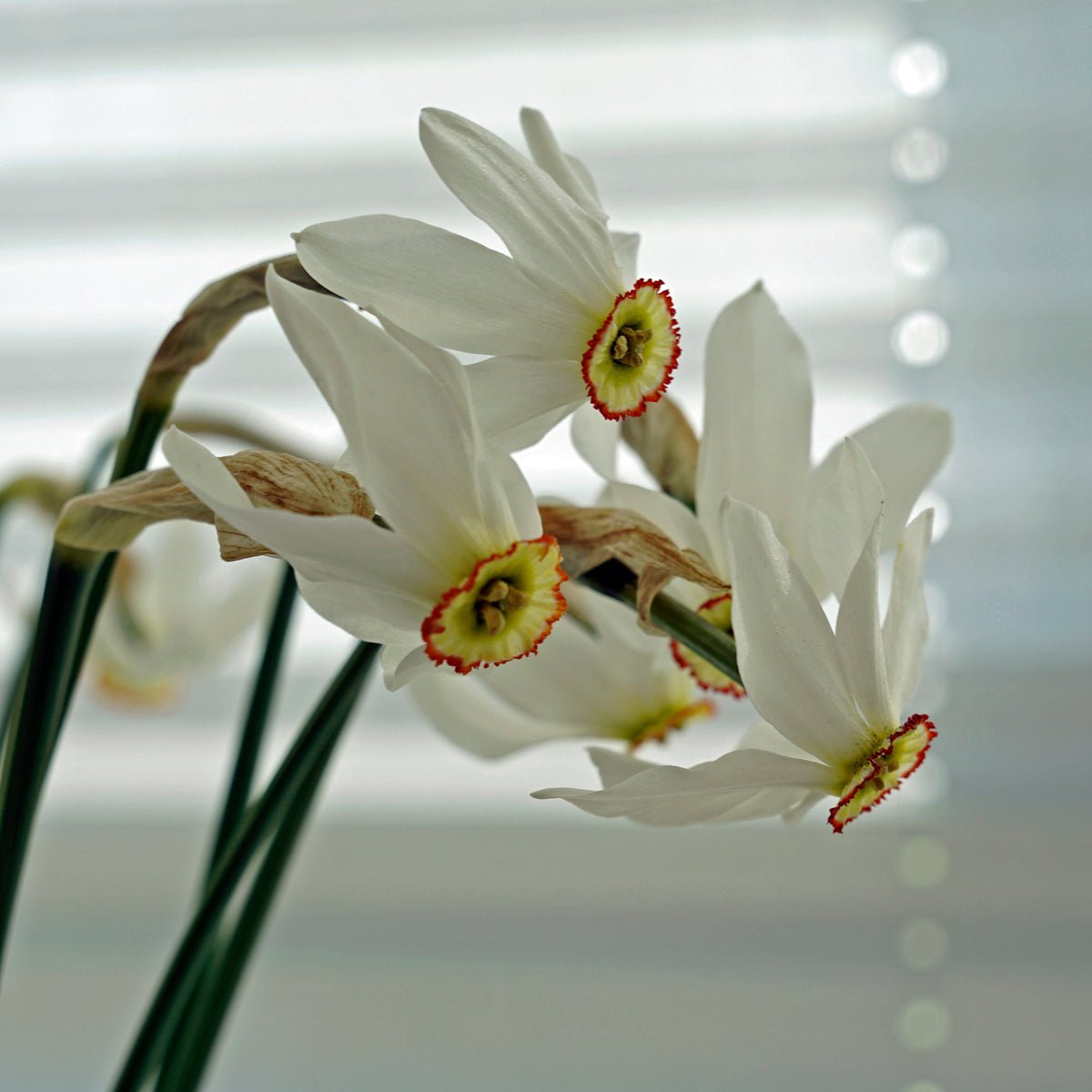 poeticus physaloides - Special Narcissus - Fluwel