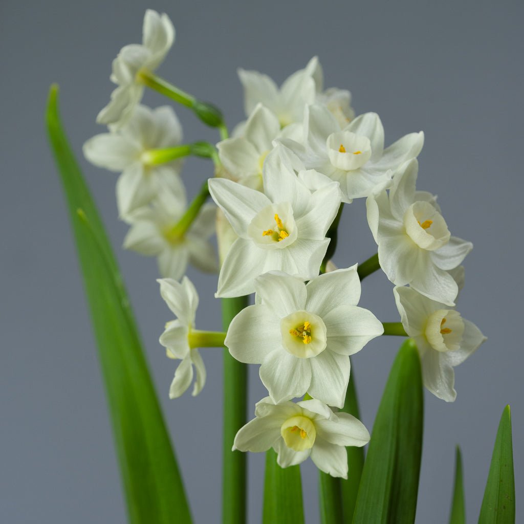 Polly's Pearl - Narcissus - Fluwel