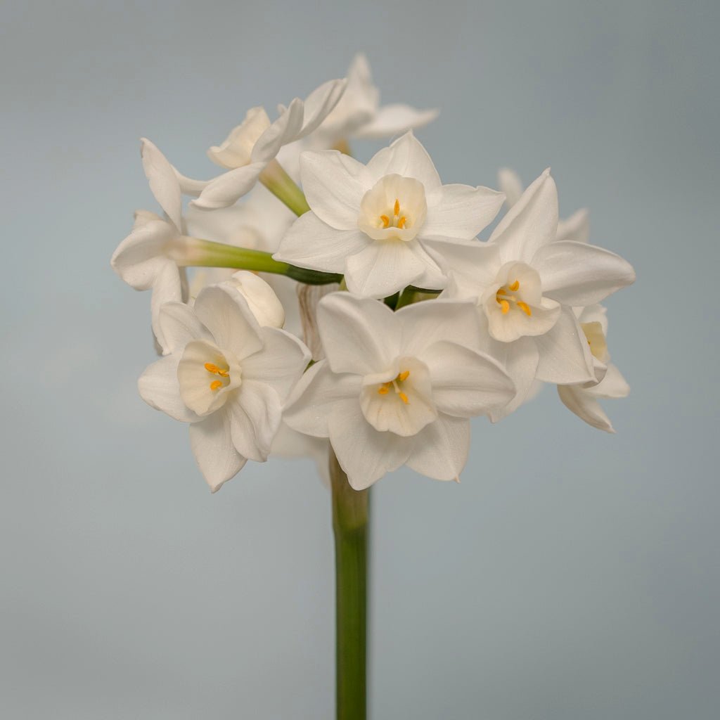 Polly's Pearl - Narcissus - Fluwel