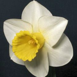 POPS Legacy - Special Narcissus - Fluwel