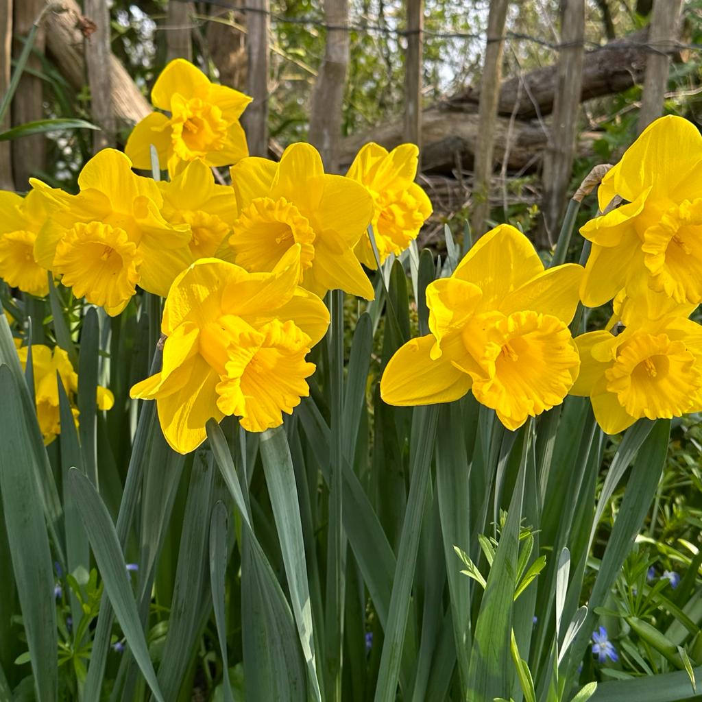 Queen Beatrix - Narcissus - Fluwel