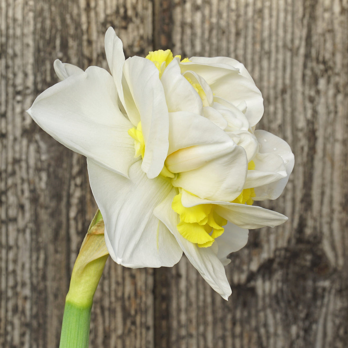 Queen Behaviour - Special Narcissus - Fluwel