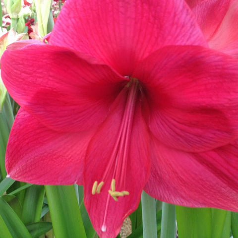 Queen of Sheeba - Special Amaryllis - Fluwel