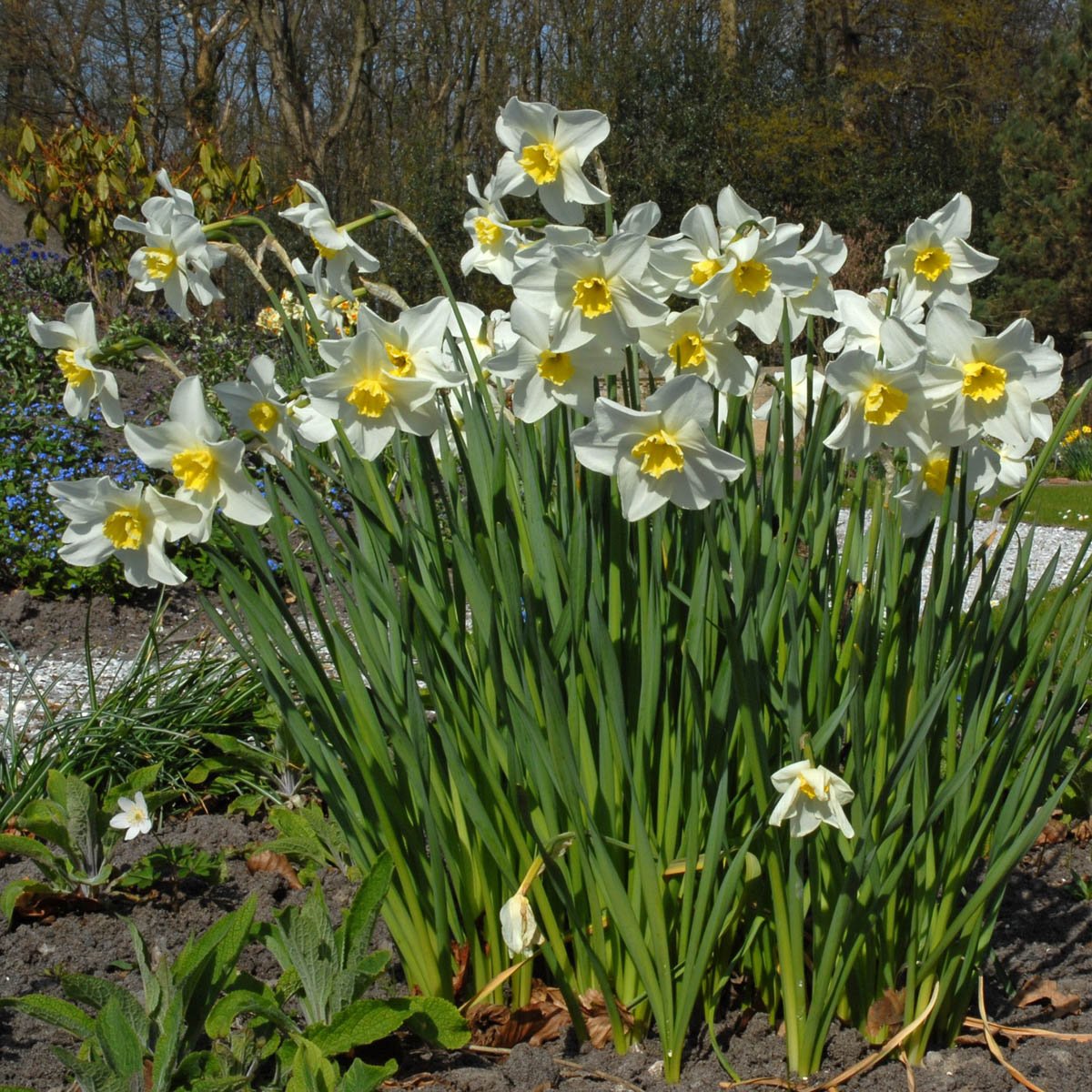 Queen of the North - Narcissus - Fluwel