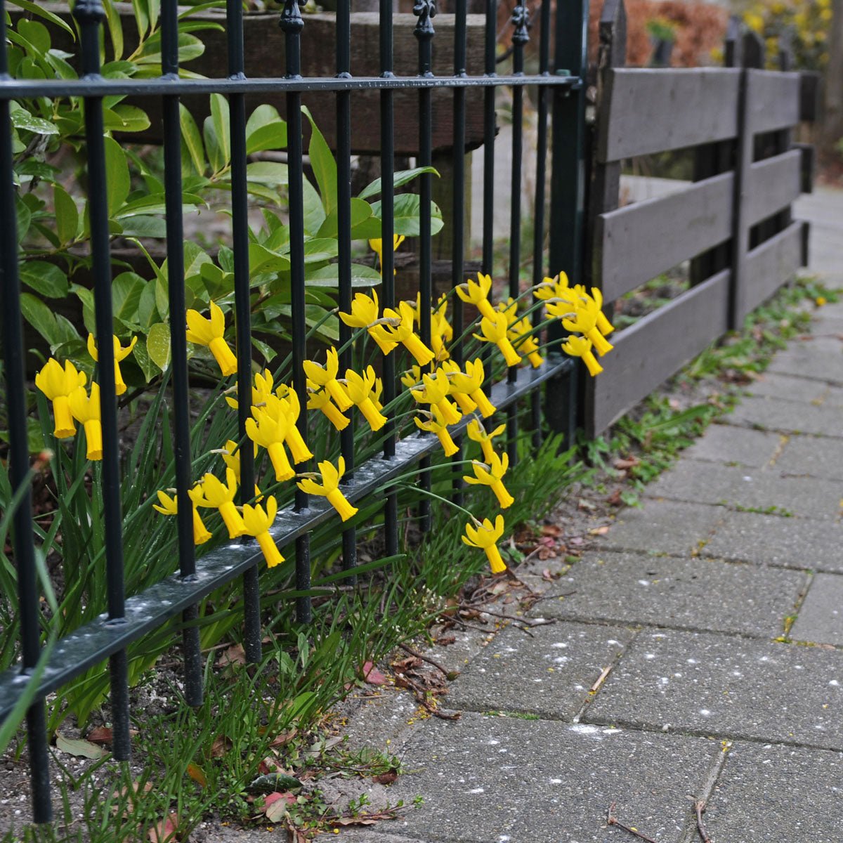 Rapture - Special Narcissus - Fluwel