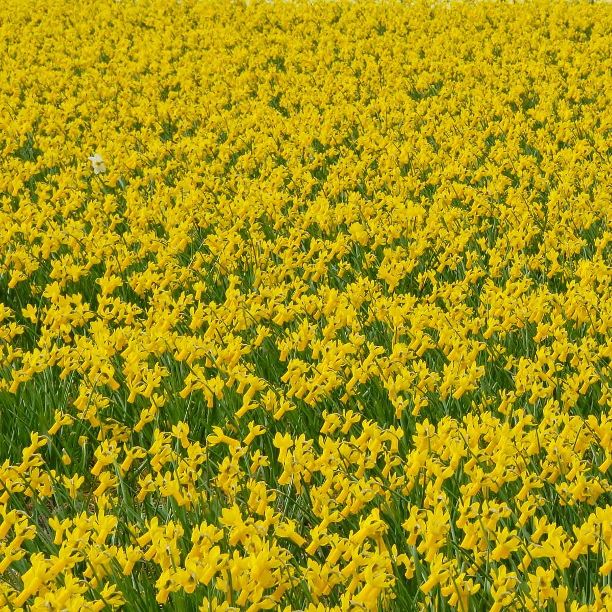 Rapture - Special Narcissus - Fluwel