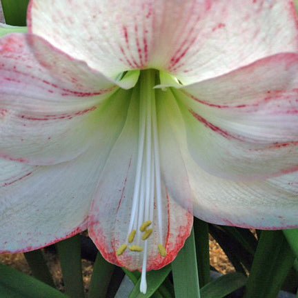 Rhapsody - Special Amaryllis - Fluwel