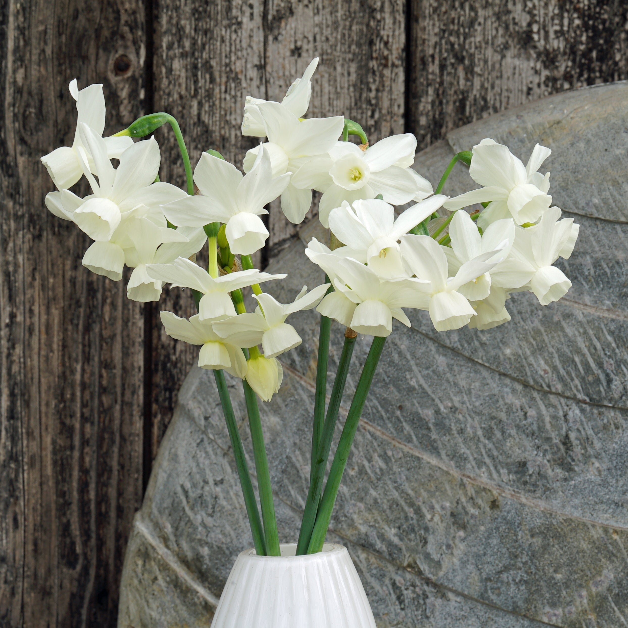 Ringing Bells - Special Narcissus - Fluwel