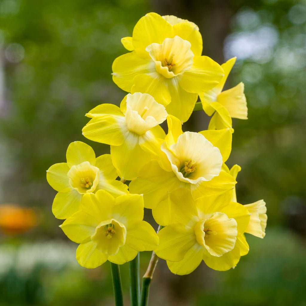 Road Runner - Special Narcissus - Fluwel