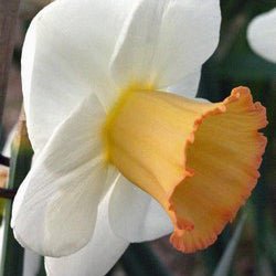 Robustian - Special Narcissus - Fluwel