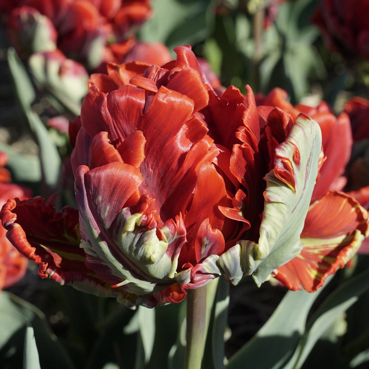 Rococo Double - Tulips - Fluwel
