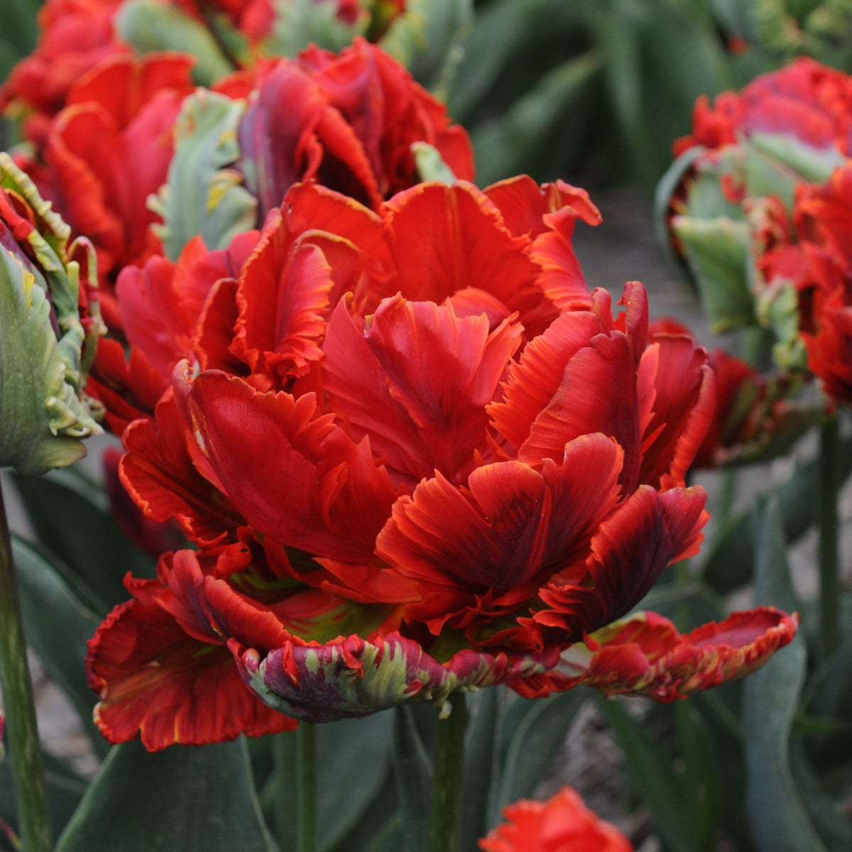 Rococo Double - Tulips - Fluwel