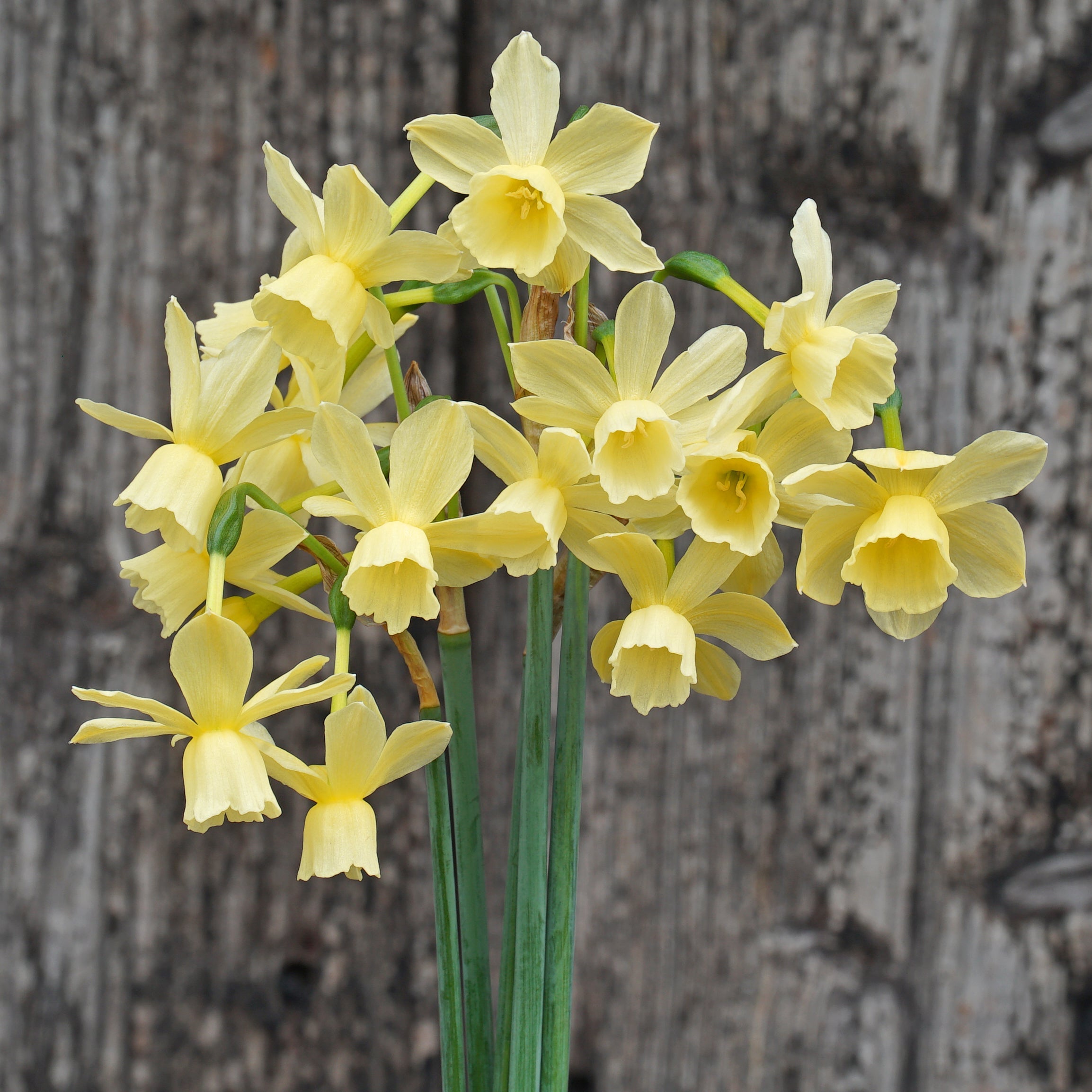 Romantique - Special Narcissus - Fluwel