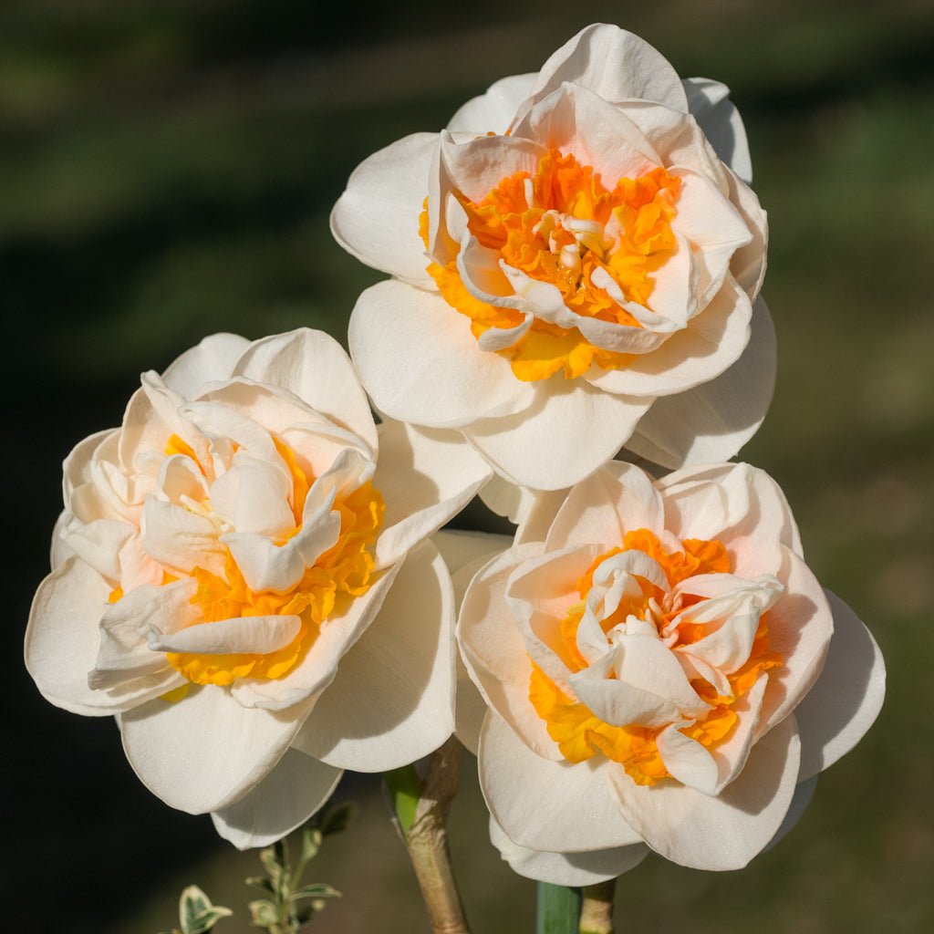Rongoiti Gem - Special Narcissus - Fluwel