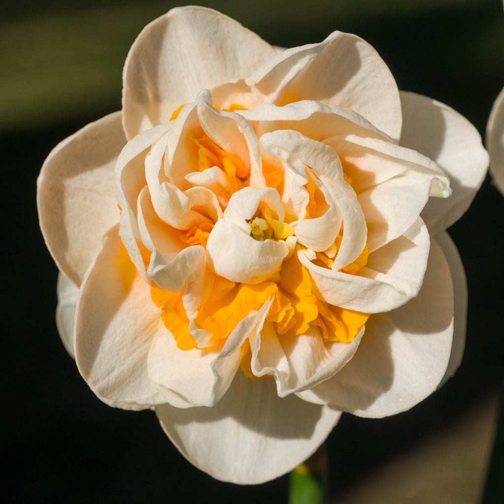 Rongoiti Gem - Special Narcissus - Fluwel