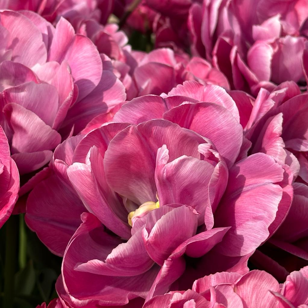 Rosy Diamond - Tulips - Fluwel
