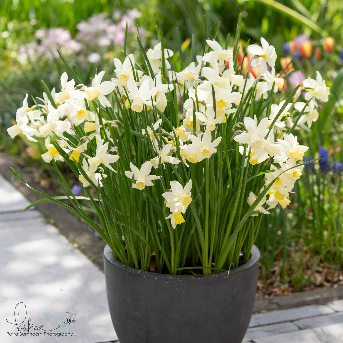 Sailboat - Narcissus - Fluwel