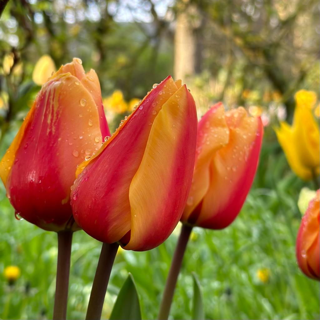 Salmon Lalibela - Tulips - Fluwel